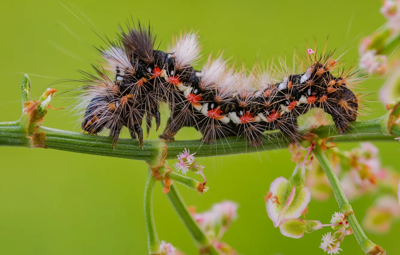 Photo wallpaper macro, caterpillar, green background