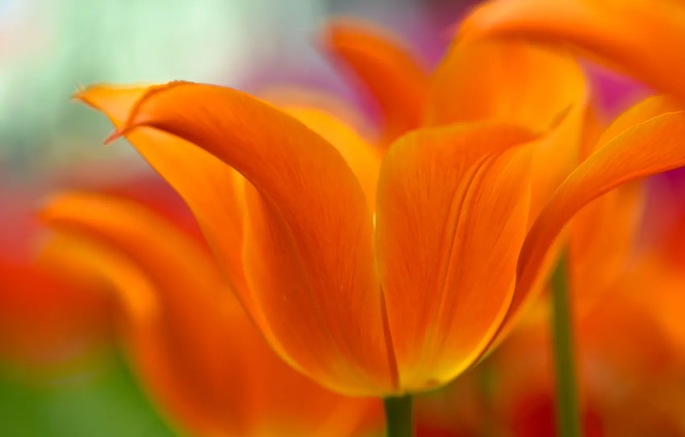 Photo wallpaper flowers, spring, petals, tulips