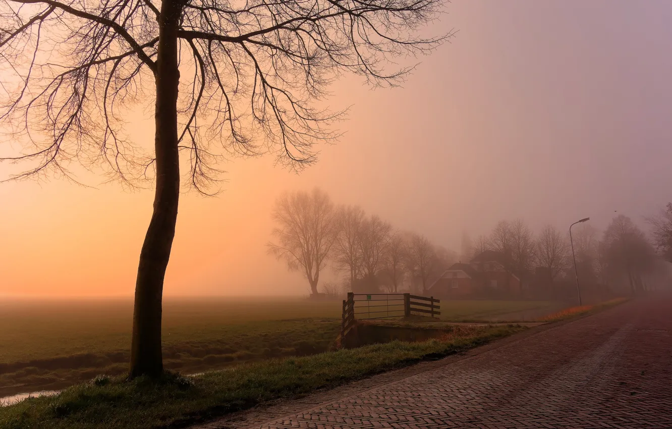 Photo wallpaper road, trees, fog, morning