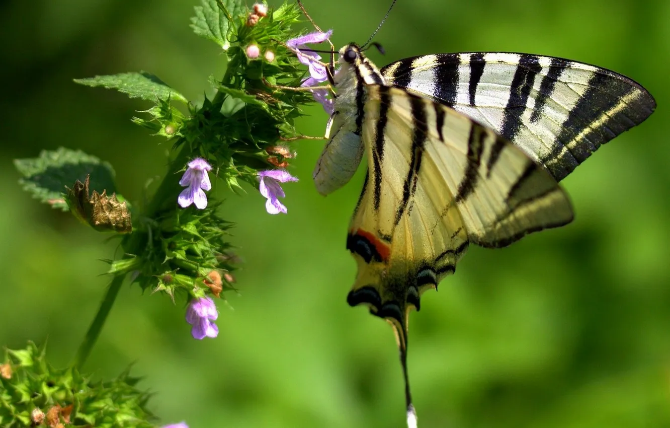 Photo wallpaper flowers, macro, butterfly, wings, beautiful, closeup