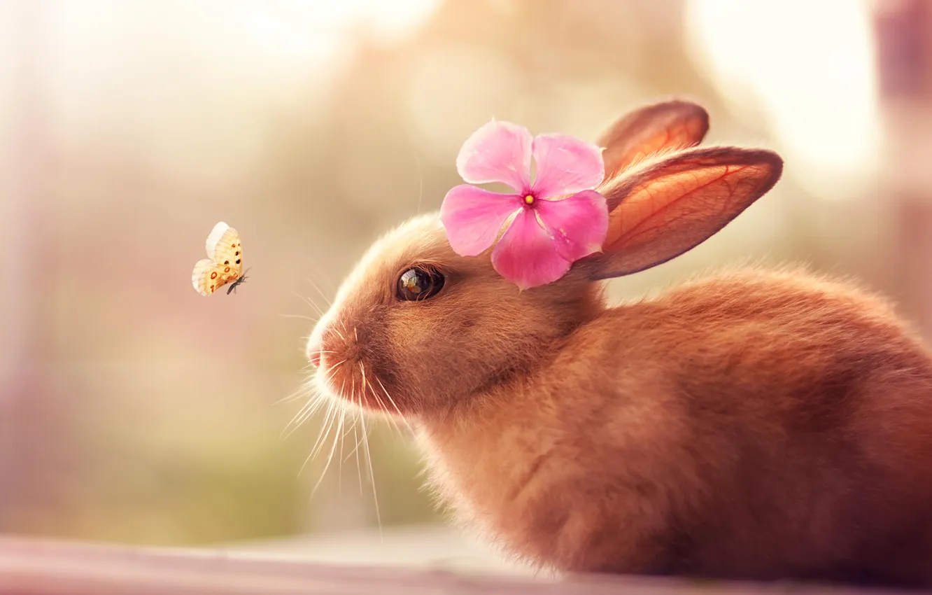 Photo wallpaper flowers, butterfly, wool, rabbit, ears