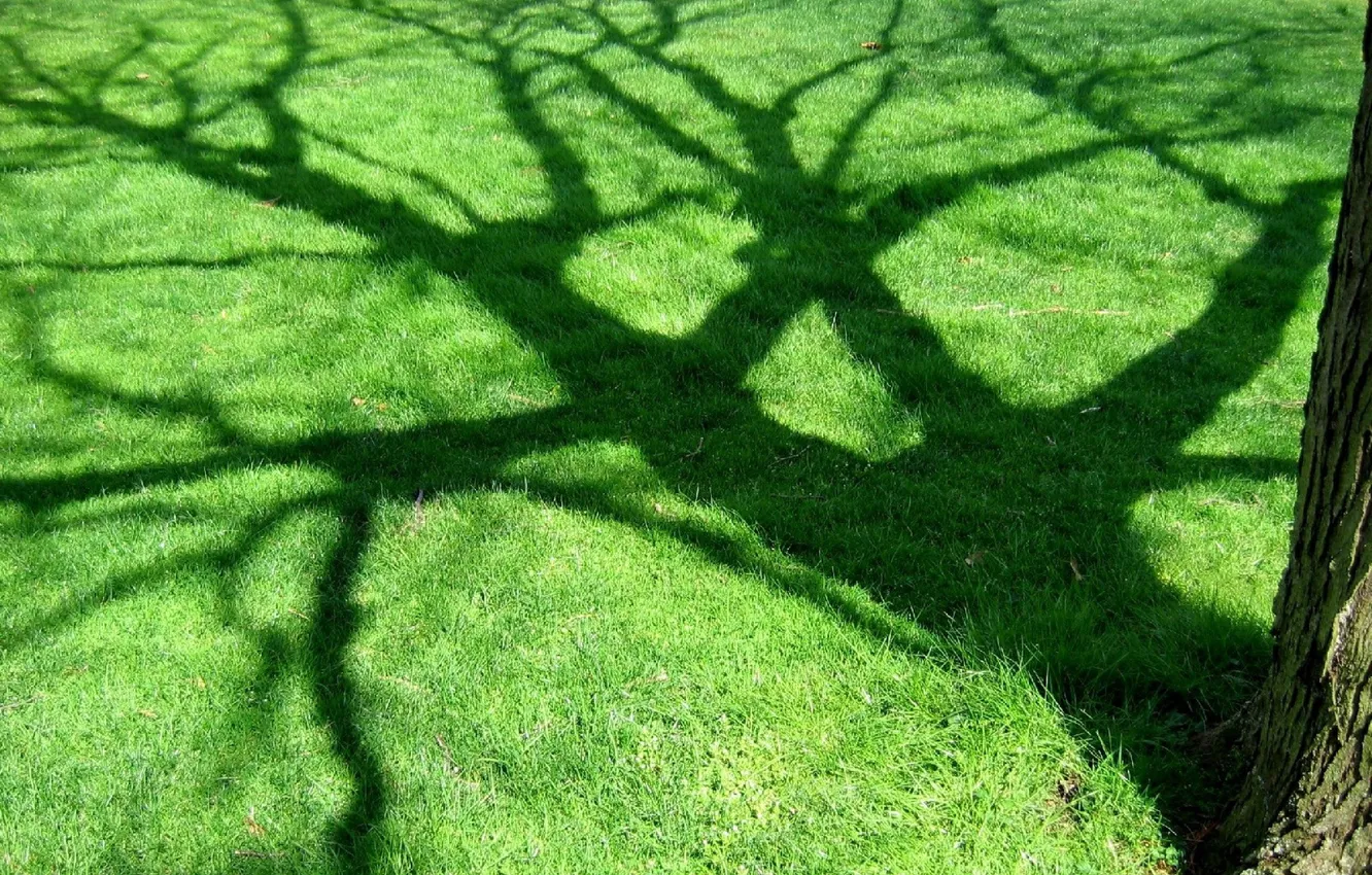 Photo wallpaper tree, Greens, shadow