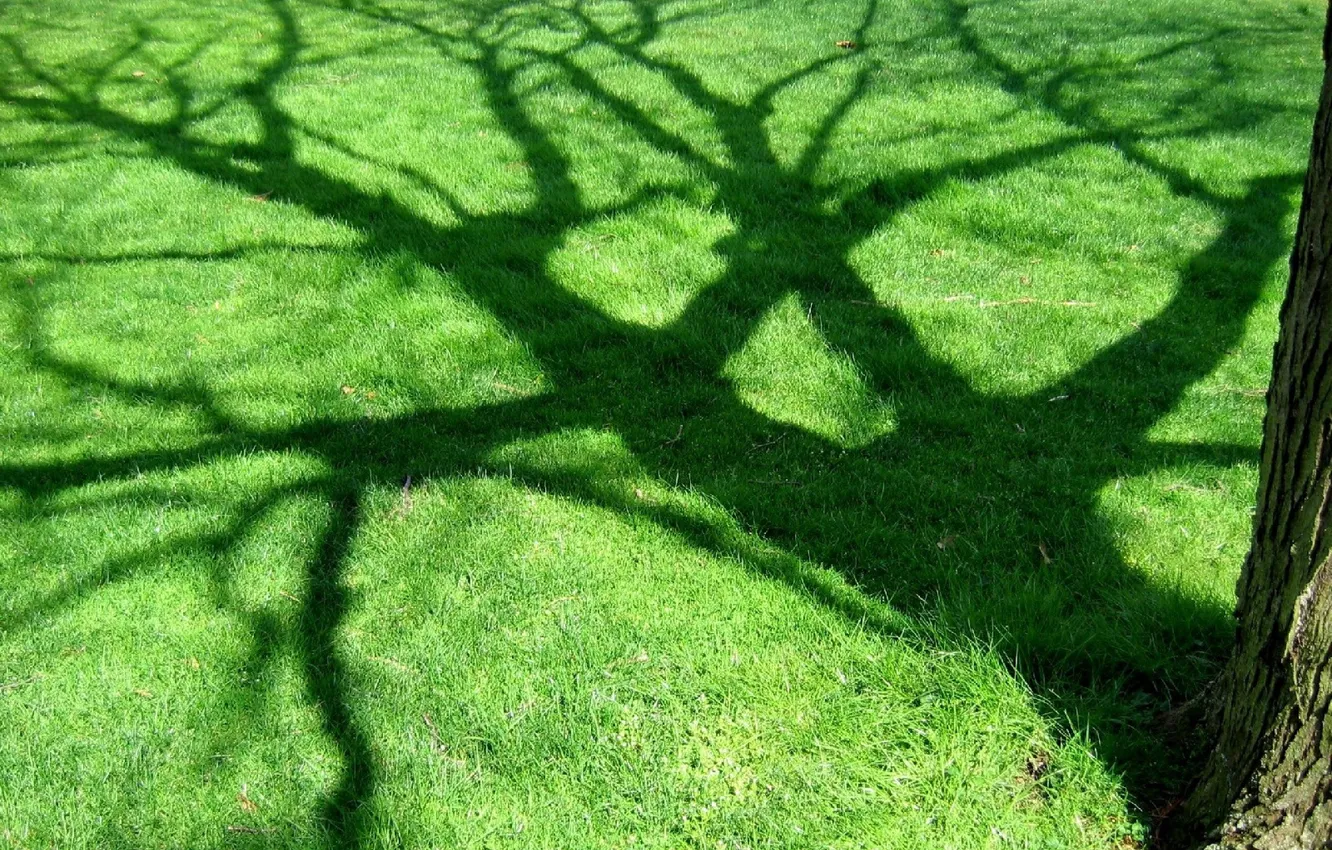 Photo wallpaper greens, trees, shadow