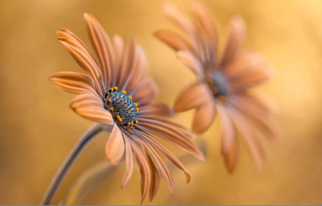 Photo wallpaper flowers, petals, stem, pair