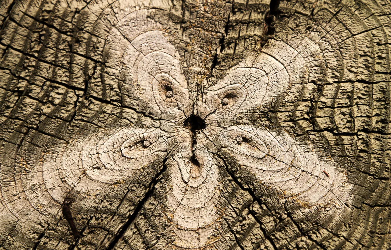 Photo wallpaper trees, background, slice