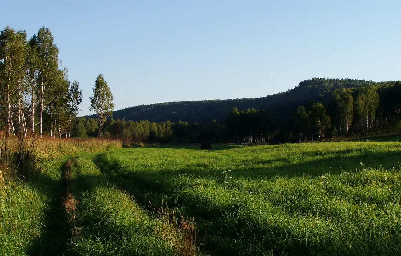 Photo wallpaper forest, summer, grass, dorgu, hills