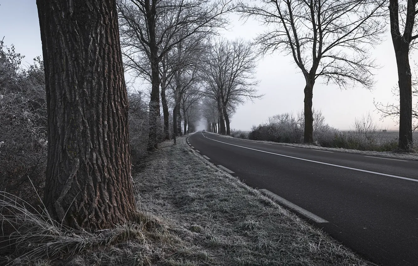 Photo wallpaper frost, road, trees