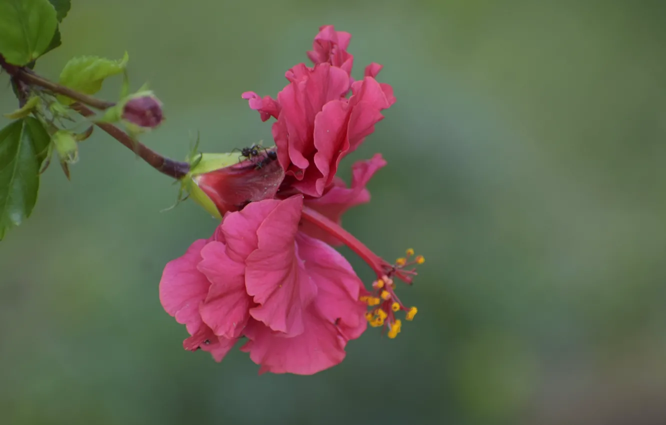 Photo wallpaper macro, flowers, background, pink, hibiscus