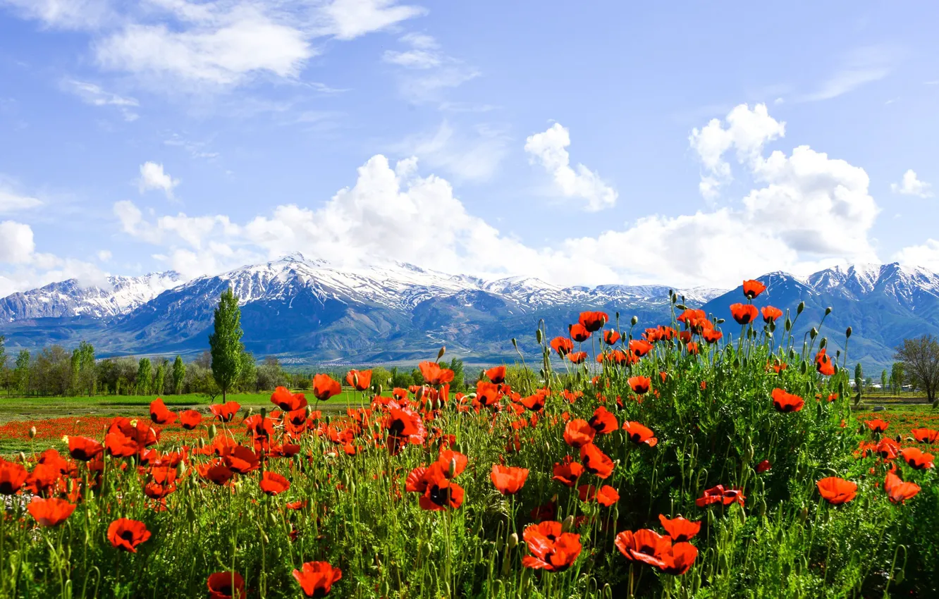 Photo wallpaper flowers, mountains, trees, Maki, the sun, the sky, valley, clouds