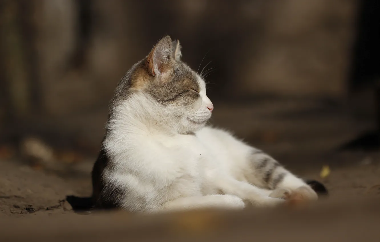 Photo wallpaper cat, background, cat