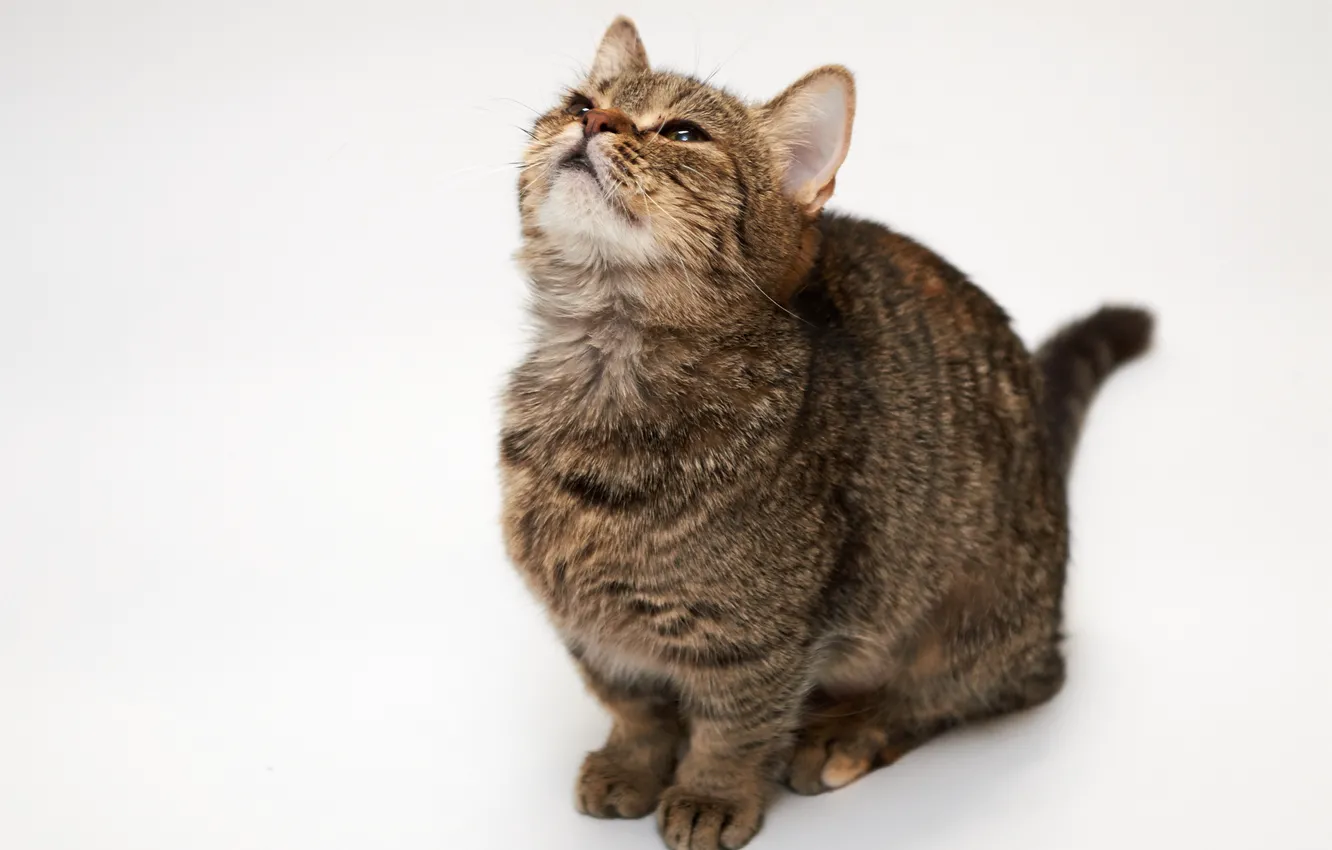 Photo wallpaper cat, cat, strips, white background