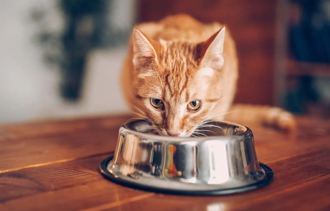 Photo wallpaper cat, cat, red, bowl, meal, feed