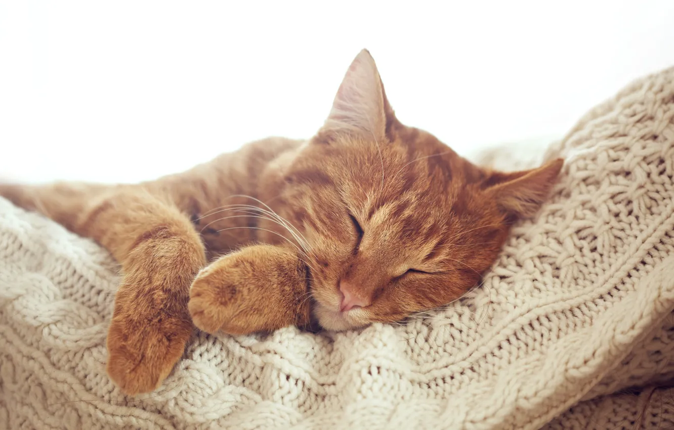 Photo wallpaper cat, cat, paws, red, muzzle, sleeping, resting