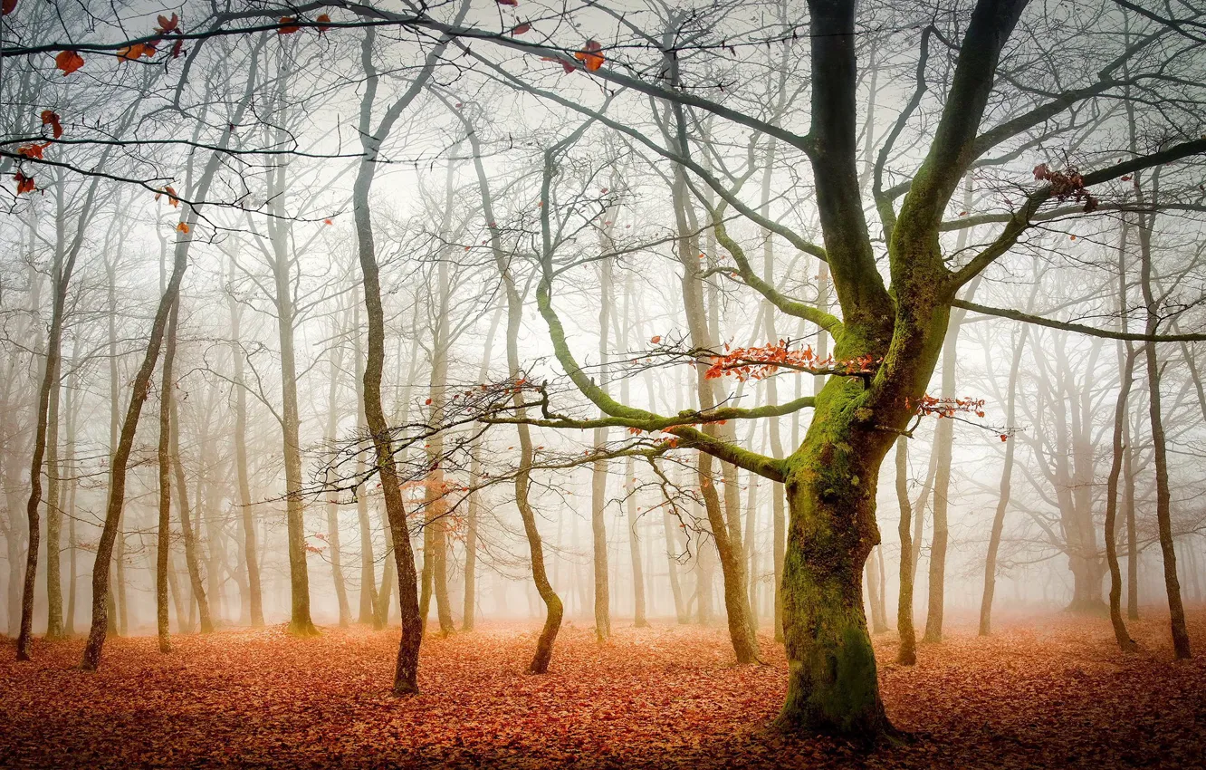 Photo wallpaper morning, Park, fog, trees, glade, foliage, falling leaves, branches