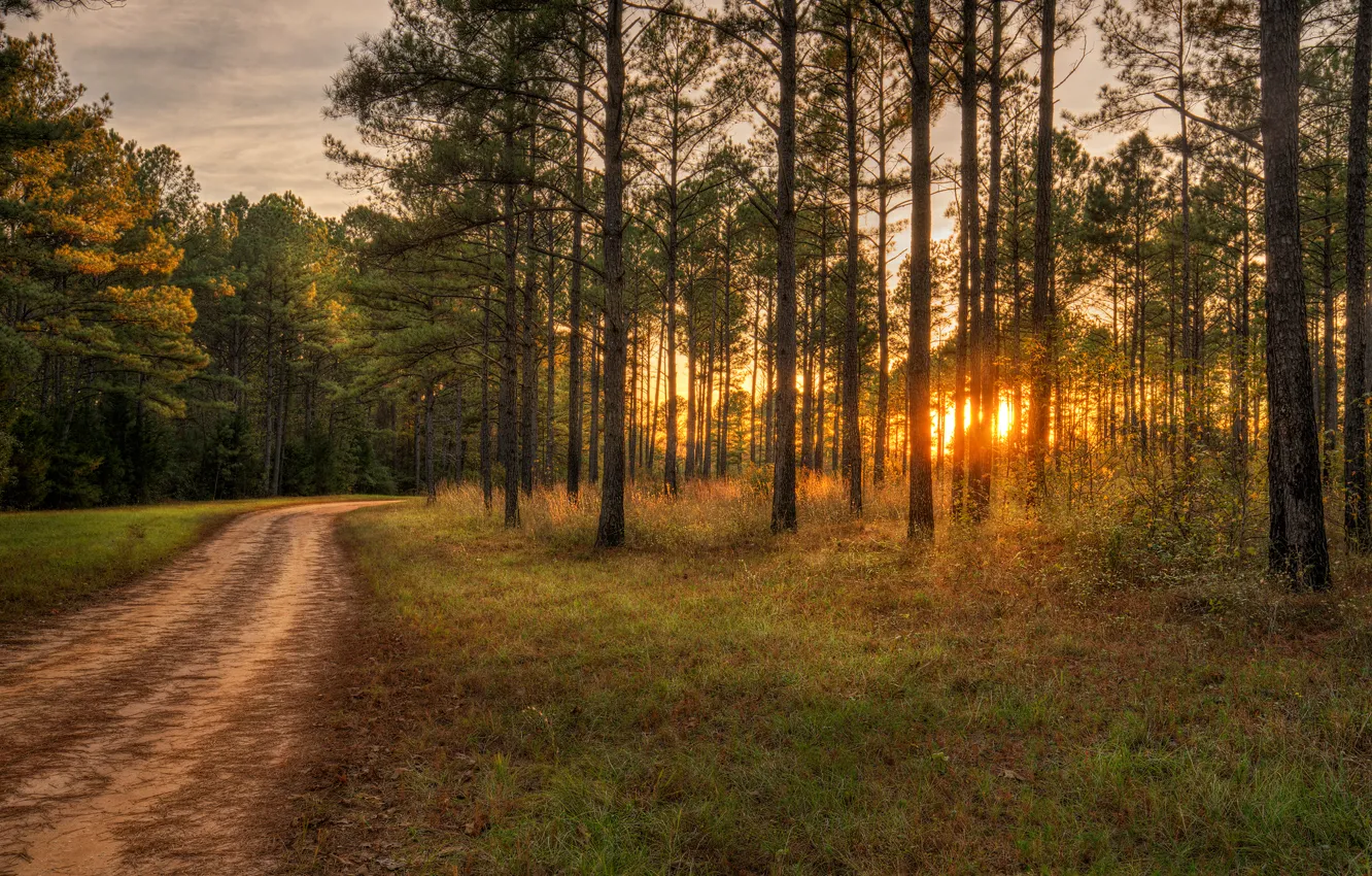 Photo wallpaper road, forest, grass, trees, sunset, the evening