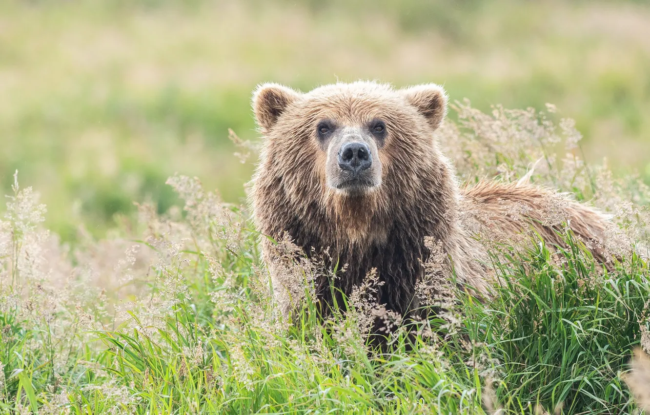 Photo wallpaper grass, face, portrait, bear