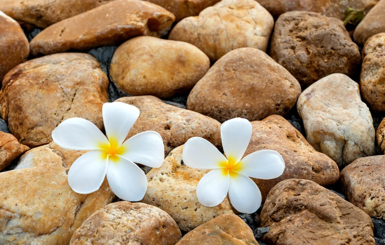 Photo wallpaper flowers, stones, stones, plumeria, plumeria, pebbles