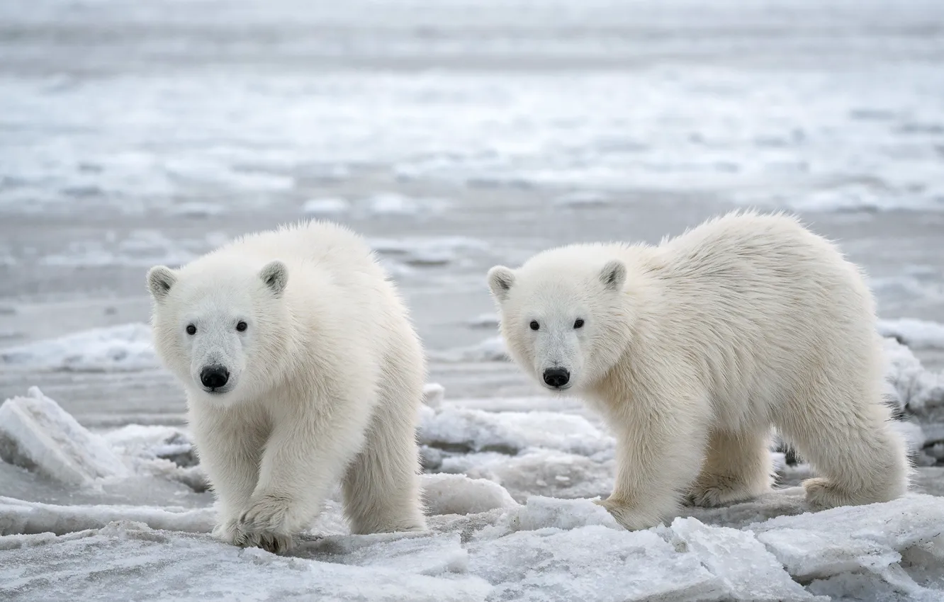 Photo wallpaper Alaska, snow, cold, Arctic, Polar Bears