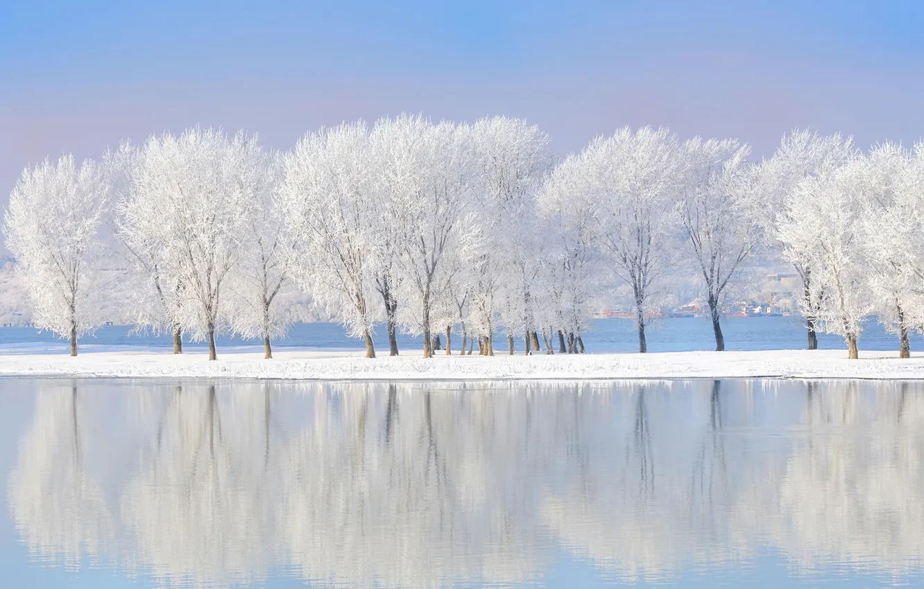 Photo wallpaper winter, frost, snow, trees, nature