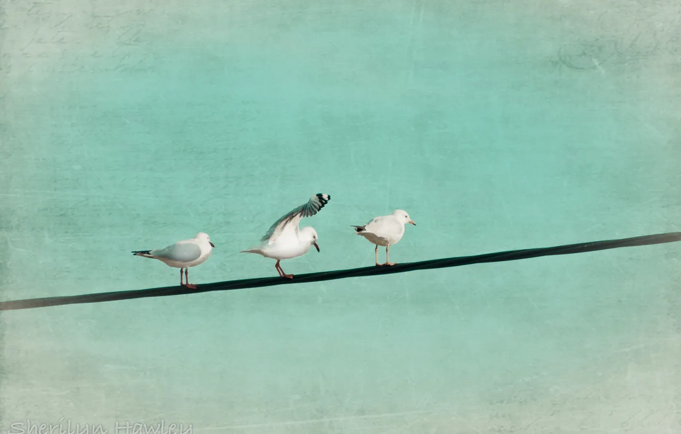 Photo wallpaper style, bird, color