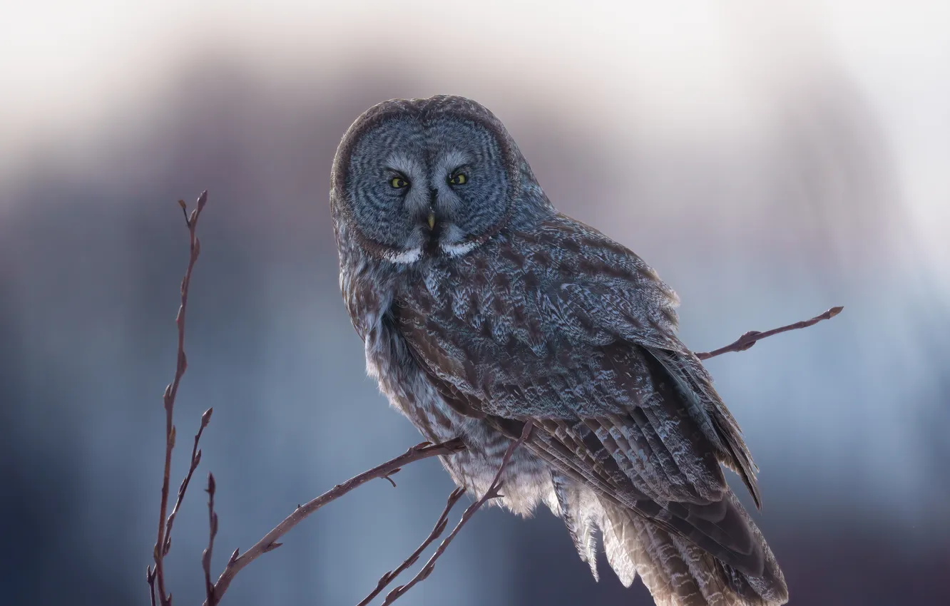 Photo wallpaper branches, owl, bird, grey background, bokeh, owl