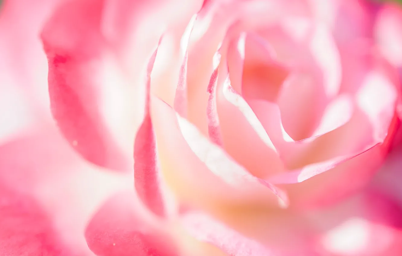 Photo wallpaper macro, tenderness, rose, petals