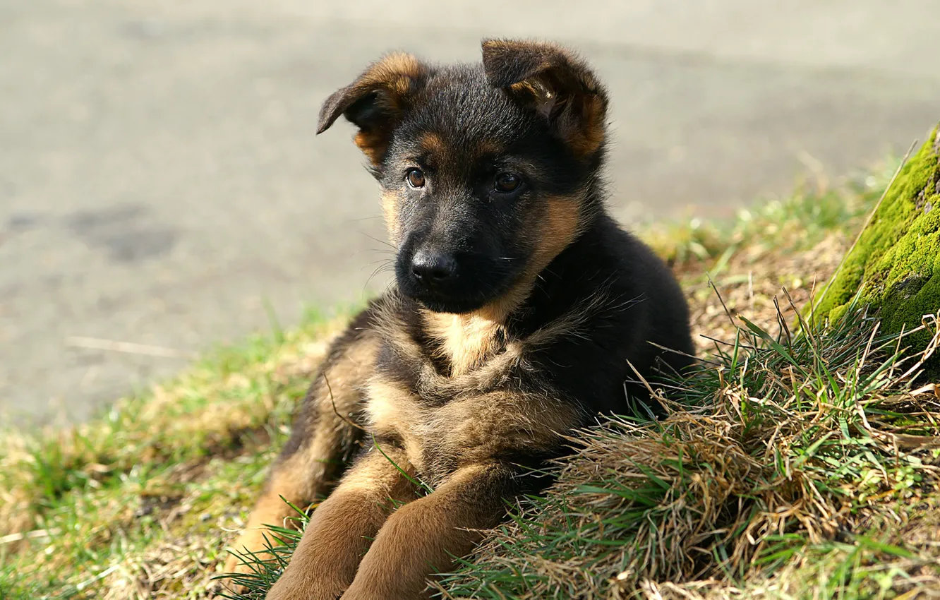 Photo wallpaper grass, dog, puppy