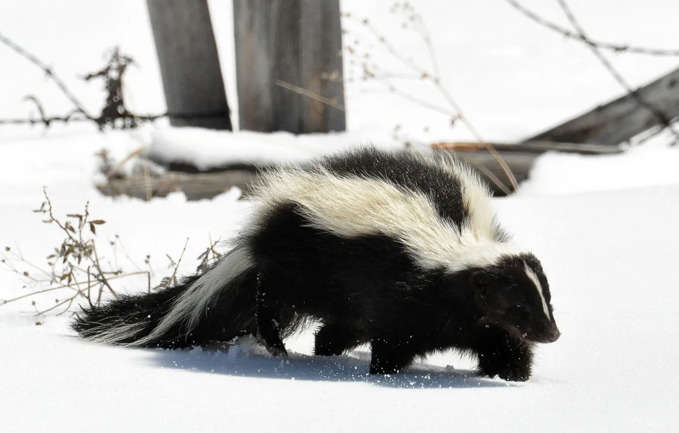 Photo wallpaper snow, predator, tail, striped, skunk