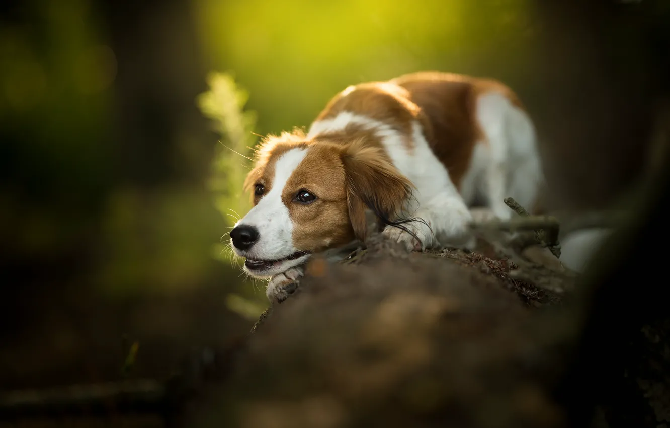 Photo wallpaper dog, log, bokeh
