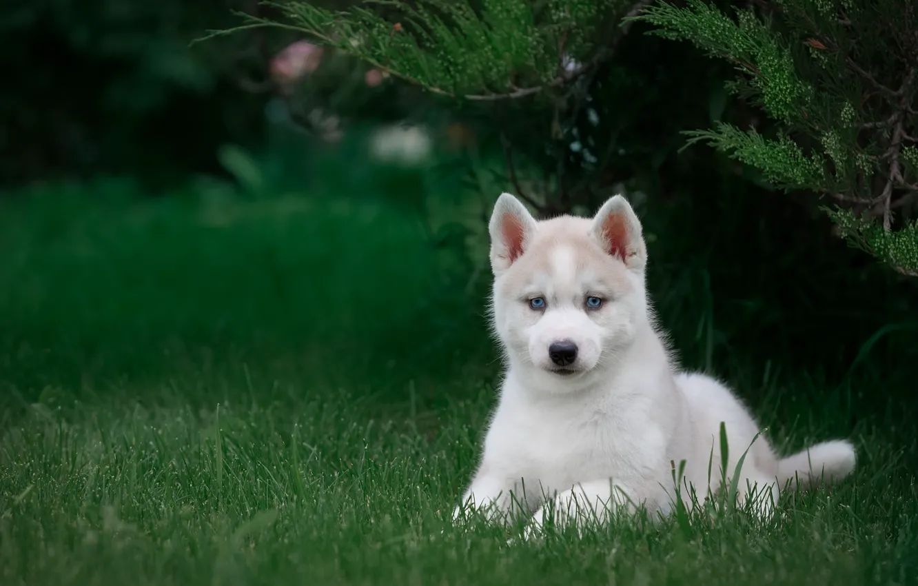 Photo wallpaper grass, puppy, husky