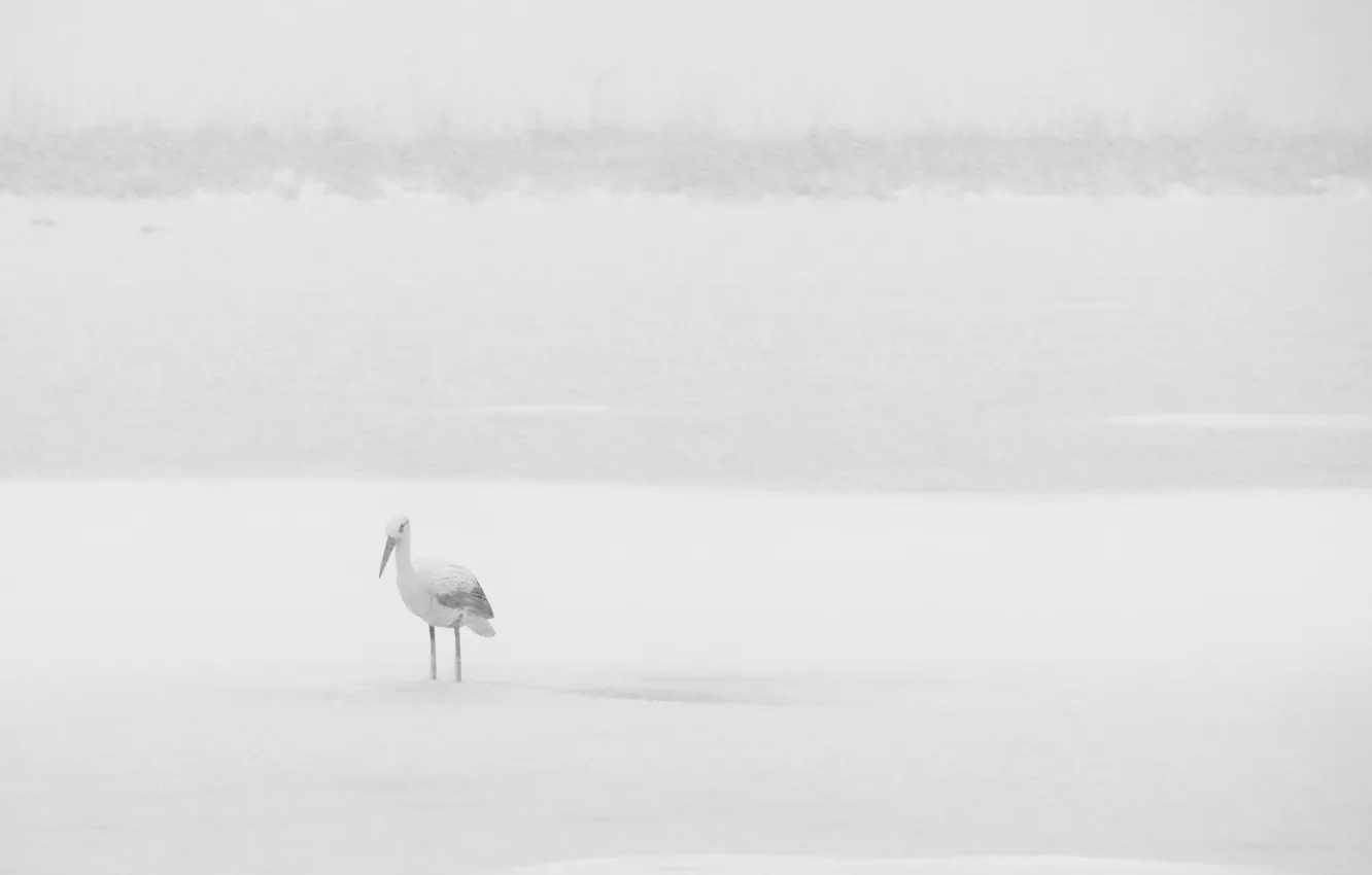 Photo wallpaper winter, snow, bird, stork