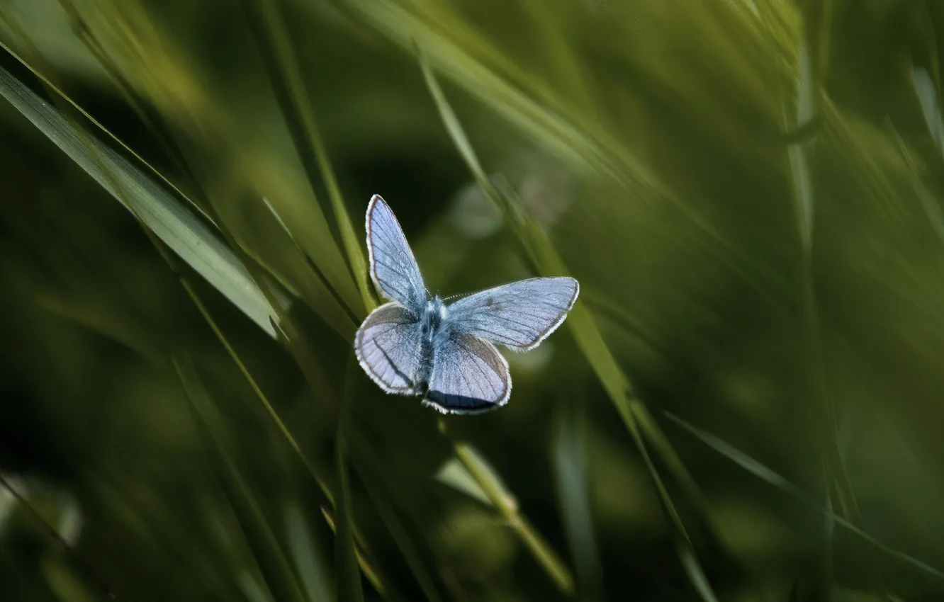 Photo wallpaper butterfly, blue, Rhopalocera