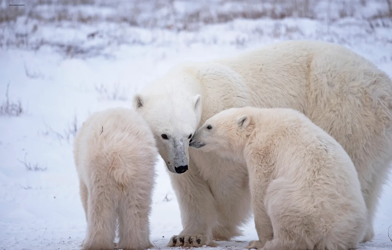 Photo wallpaper bears, Arctic, bear, Polar bears, Polar bears