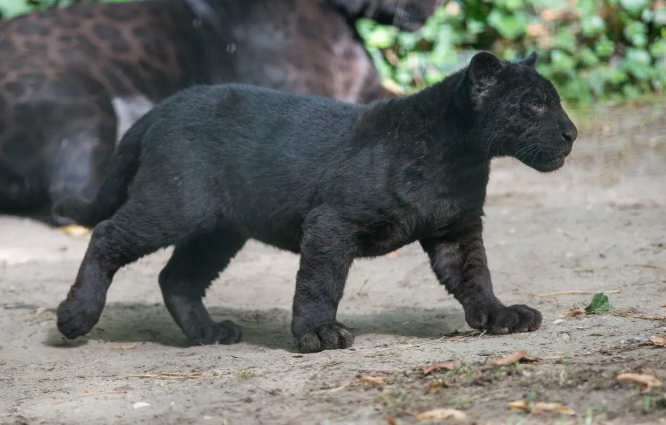 Photo wallpaper predator, Panther, profile, cub, kitty, wild cat, black Jaguar
