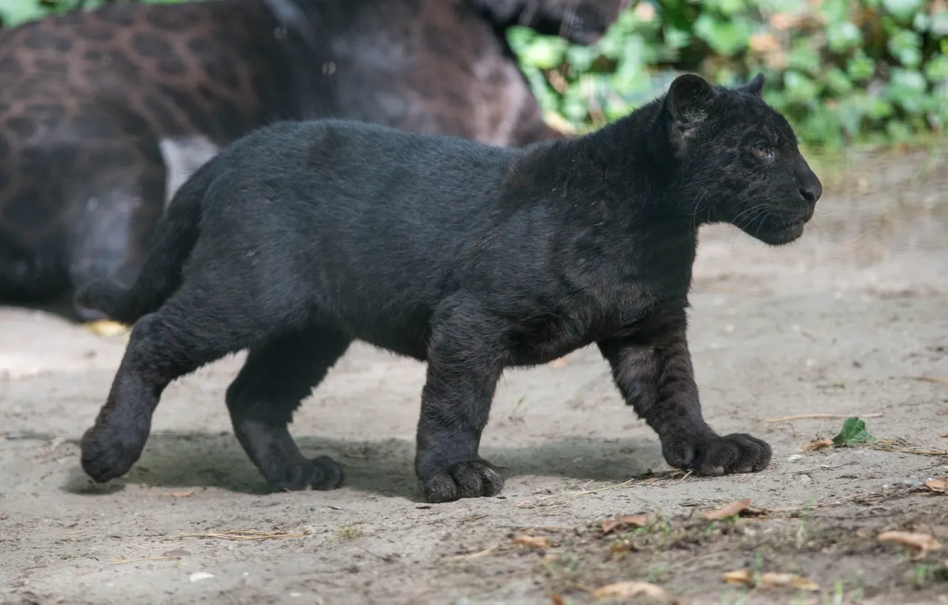 Photo wallpaper kitty, predator, Panther, profile, cub, wild cat, black Jaguar