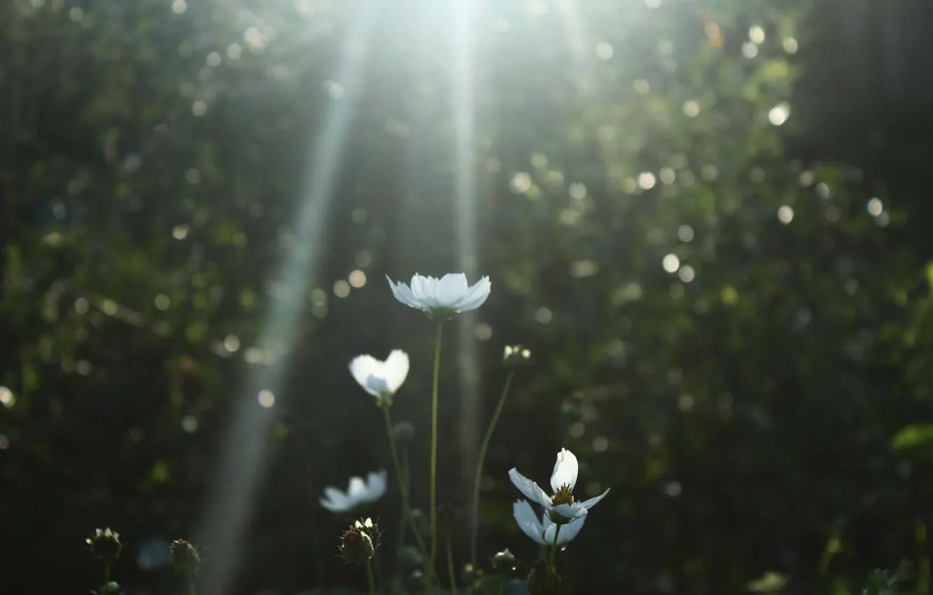 Photo wallpaper white, macro, flowers