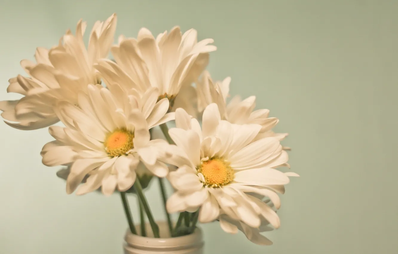 Photo wallpaper flowers, chamomile, bouquet, vase