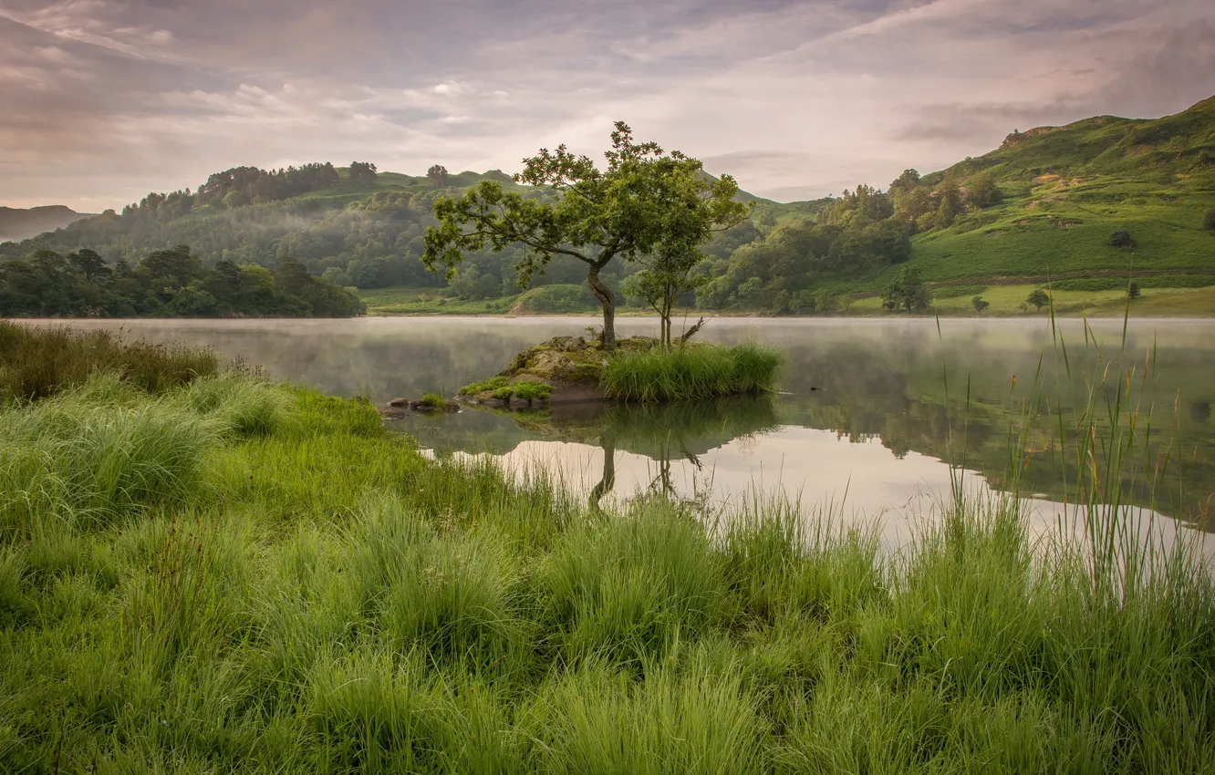 Photo wallpaper grass, lake, tree, shore, pond