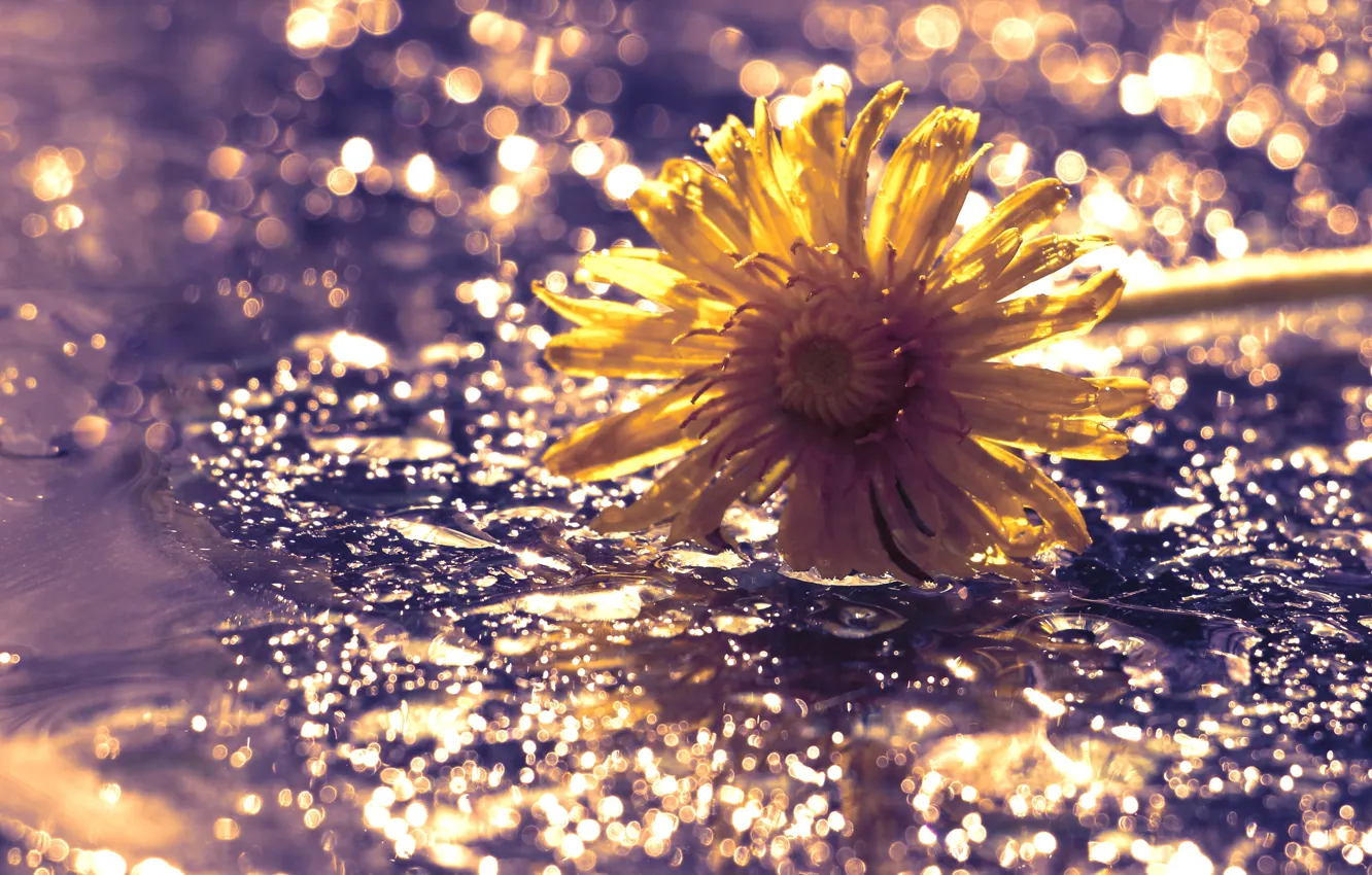 Photo wallpaper flower, yellow, water, drops