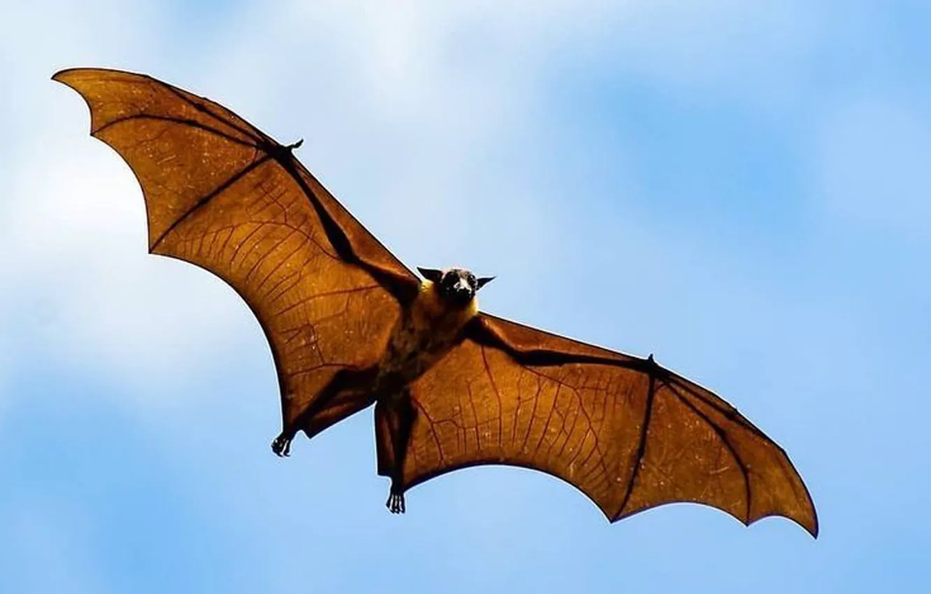 Photo wallpaper flying, animal, wildlife, Gliding, Fruit Bat