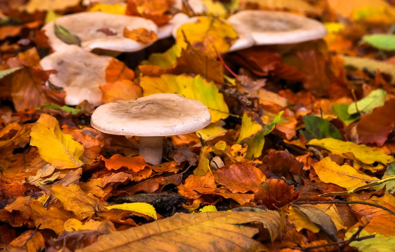 Photo wallpaper autumn, leaves, mushrooms, falling leaves