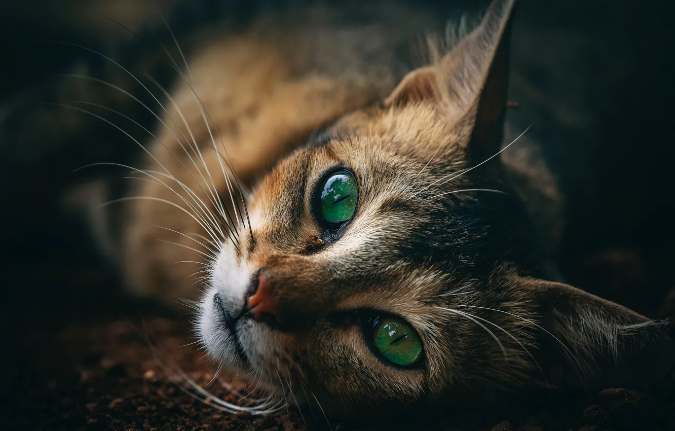 Photo wallpaper cat, look, green eyes
