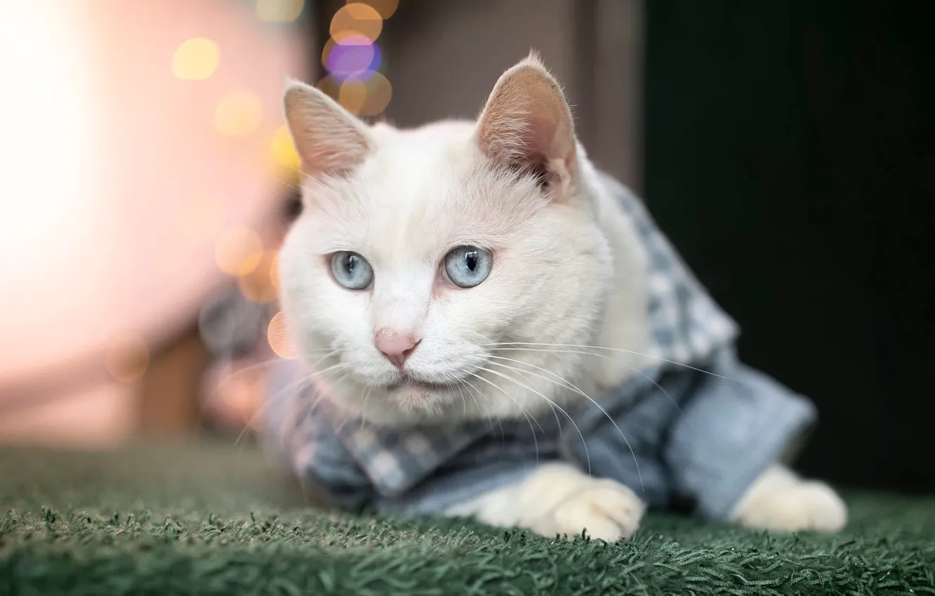 Photo wallpaper cat, white, cat, look, face, clothing, portrait, costume