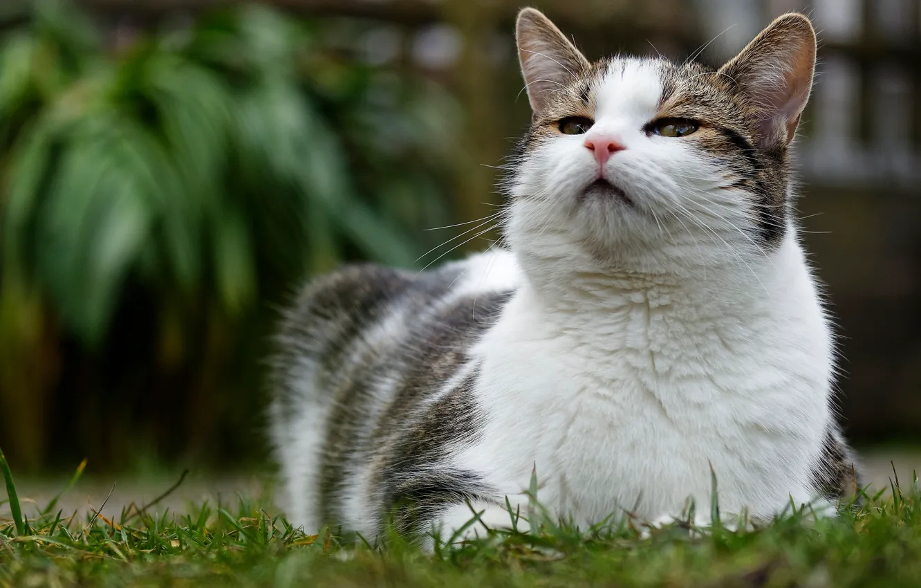 Photo wallpaper cat, grass, cat, look, leaves, nature, glade, portrait