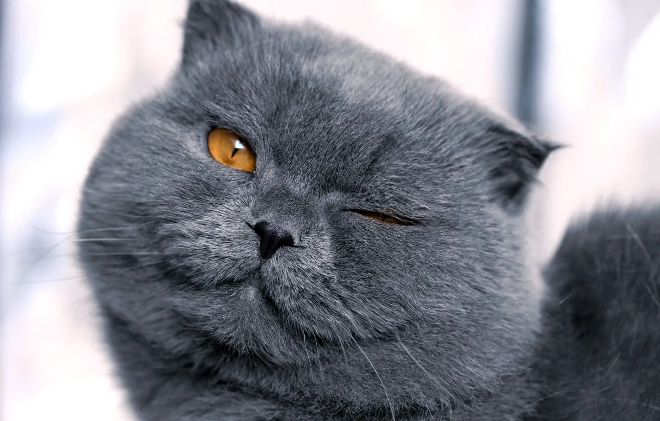 Photo wallpaper cat, grey, squint, brazen