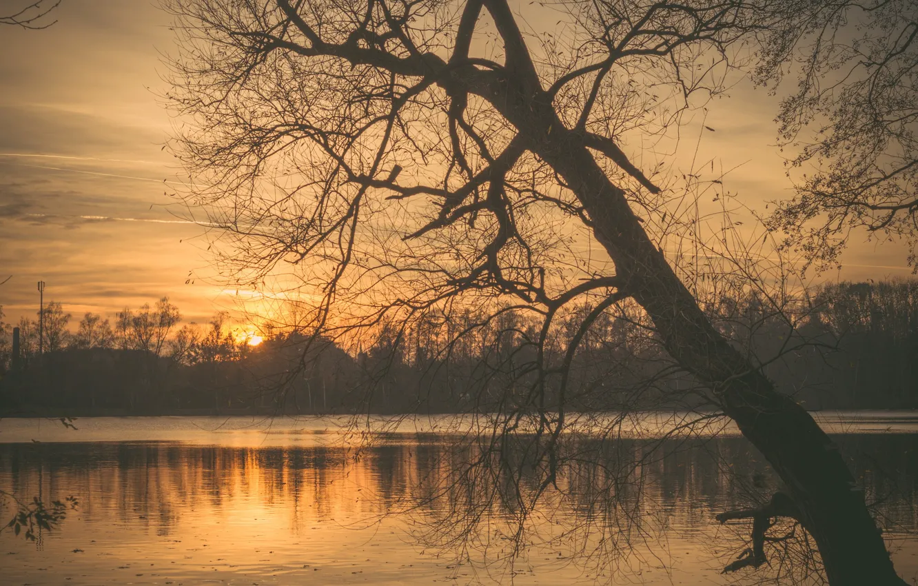 Photo wallpaper twilight, sunset, lake, tree, sun, dusk, branches