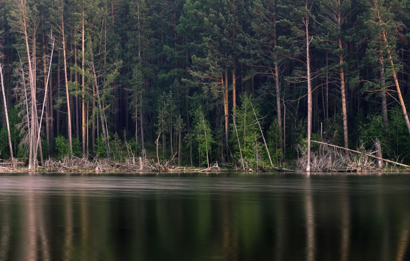Photo wallpaper forest, trees, lake
