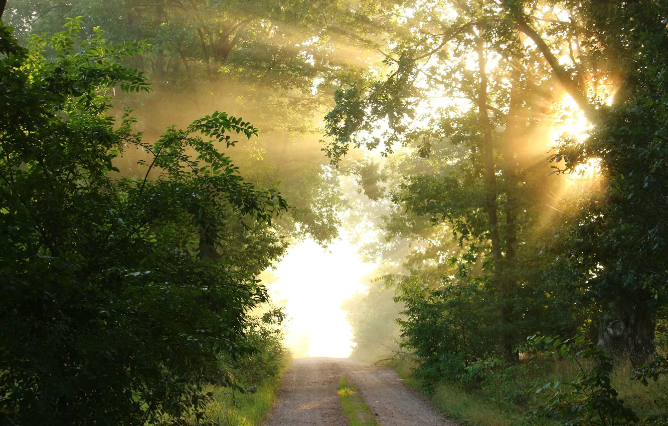 Photo wallpaper road, forest, summer, the sun, trees, the bushes, rays of light