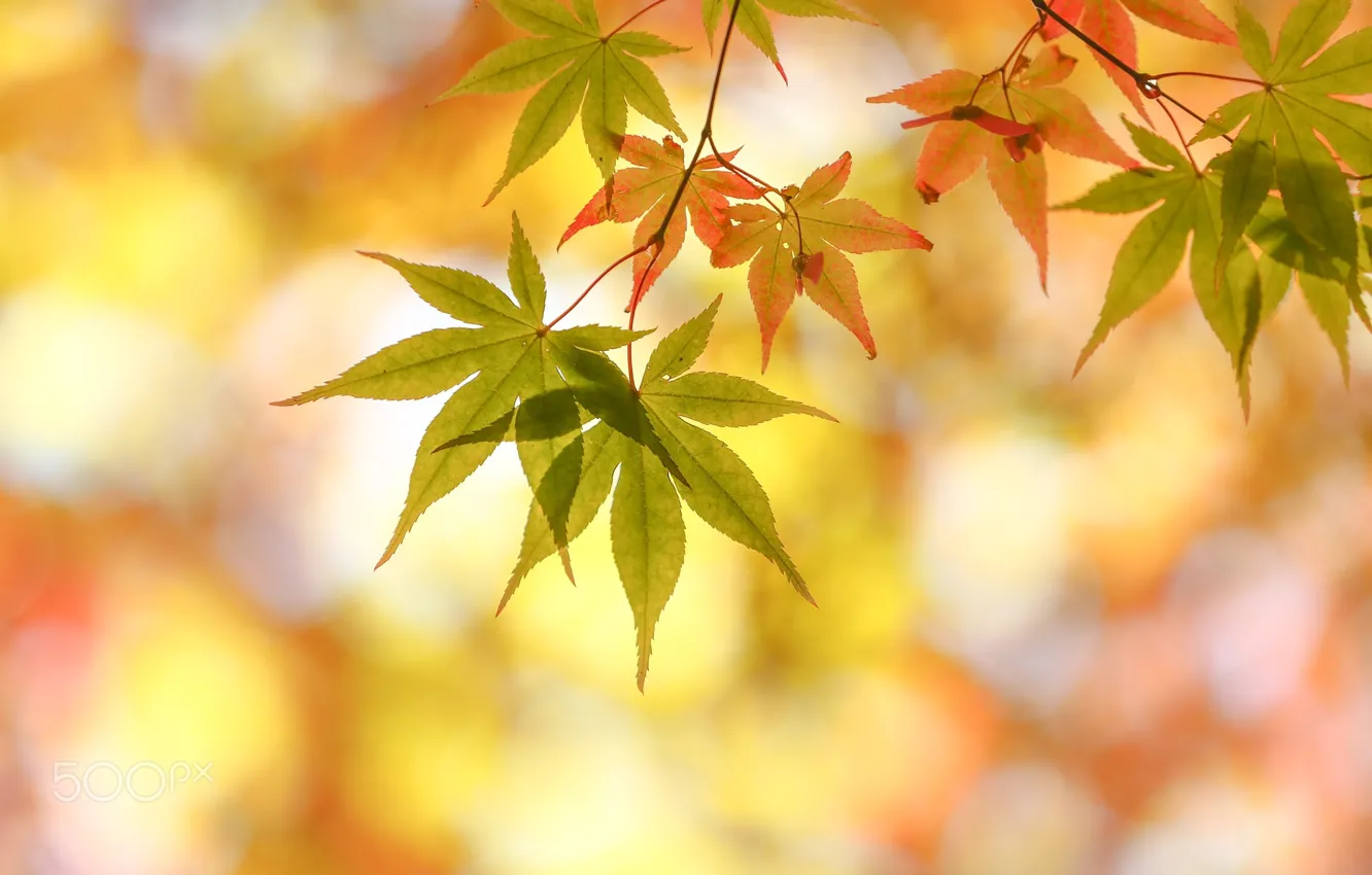 Photo wallpaper autumn, macro, foliage, bokeh
