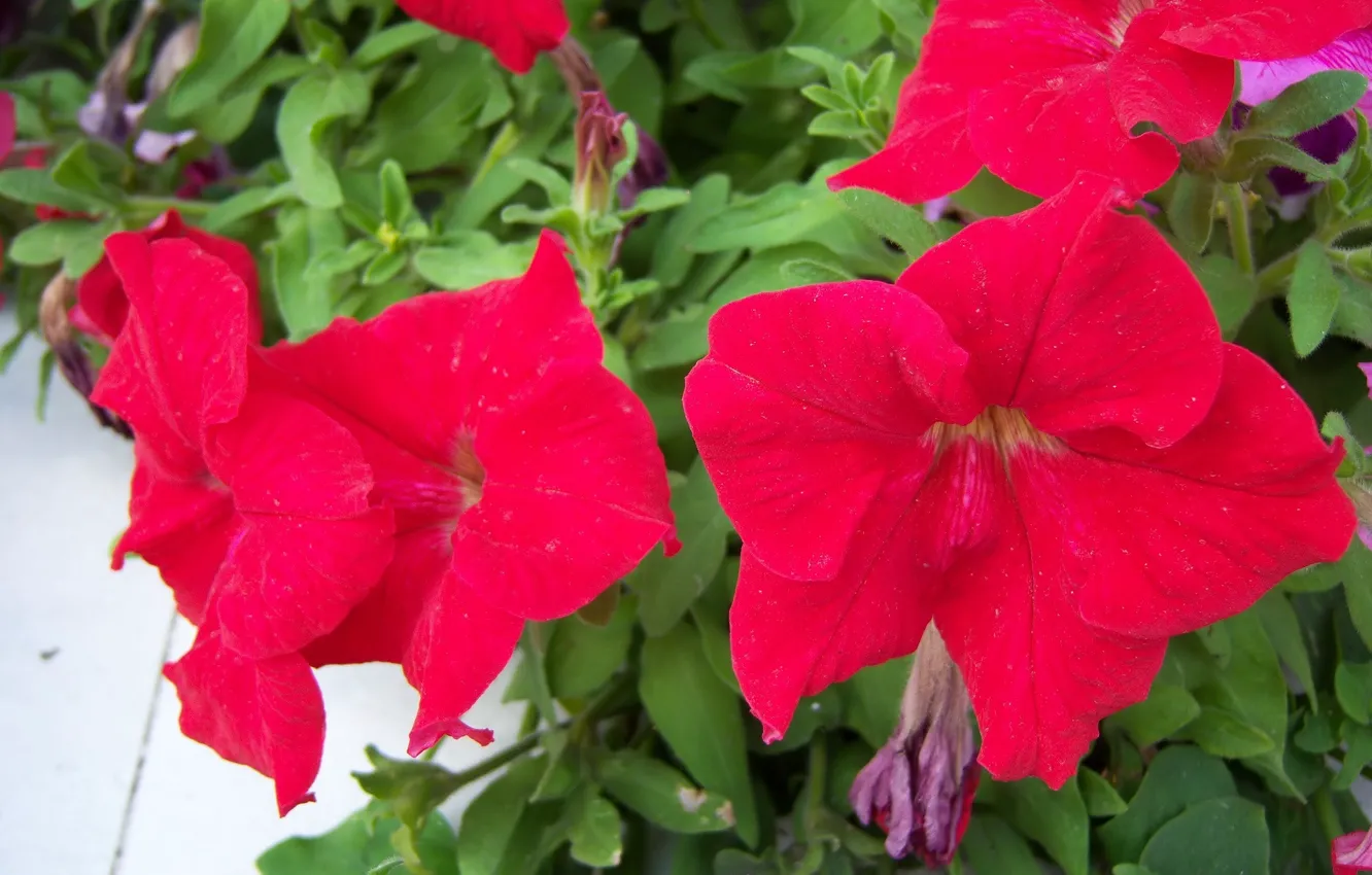 Photo wallpaper flowers, red, Petunia, Mamala ©